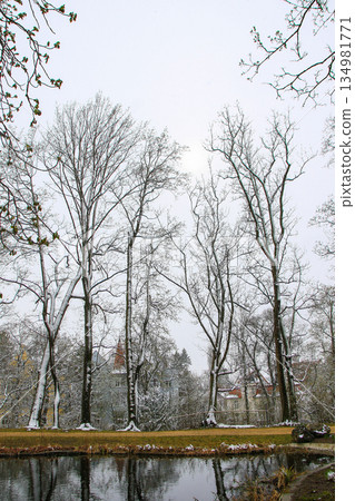 Snow Covered Winter Trees in Regensburg Park Creates Tranquil Seasonal Landscape Scene 134981771