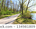 Peaceful Spring Walk Along Idyllic Country Road Near Danube Lake in Regensburg 134981809
