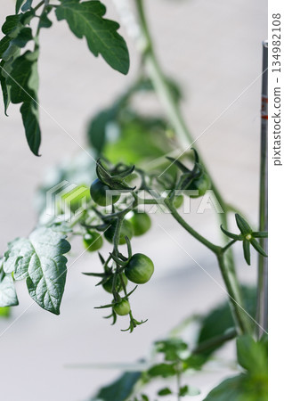 Cherry tomatoes starting to ripen Cherry tomatoes starting to ripen 134982108