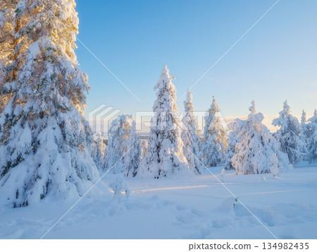 Peaceful winter landscape with snow-covered spruce trees and soft white snowbanks in the woodland. Peaceful winter landscape with snow-covered spruce trees and soft white snowbanks in the woodland. 134982435