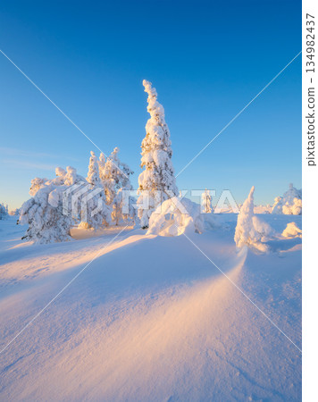 Peaceful winter landscape with snow-covered spruce trees and soft white snowbanks in the woodland. 134982437
