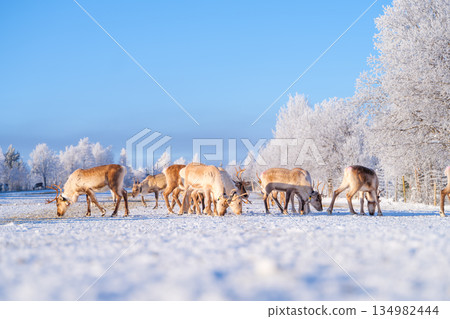 Animals beyond the Arctic Circle. Herd of reindeer in a pasture. Winter wonderland. Animals beyond the Arctic Circle. Herd of reindeer in a pasture. Winter wonderland. 134982444