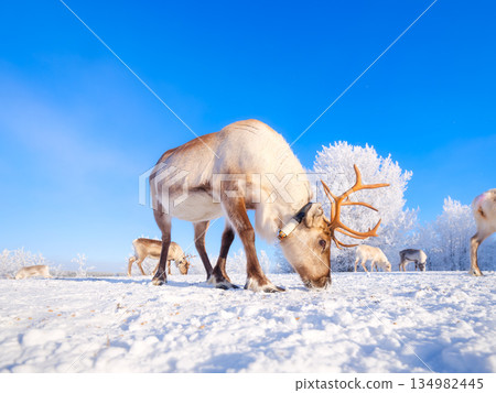 Animals beyond the Arctic Circle. Herd of reindeer in a pasture. Winter wonderland. Animals beyond the Arctic Circle. Herd of reindeer in a pasture. Winter wonderland. 134982445
