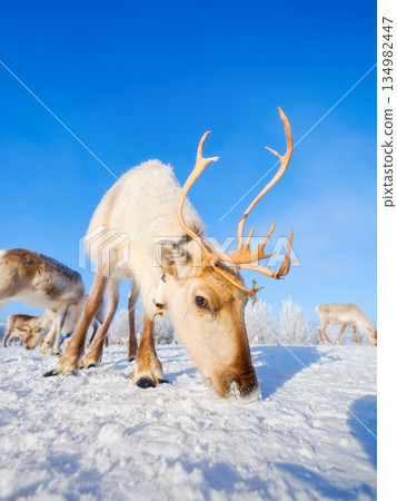 Animals beyond the Arctic Circle. Herd of reindeer in a pasture. Winter wonderland. 134982447