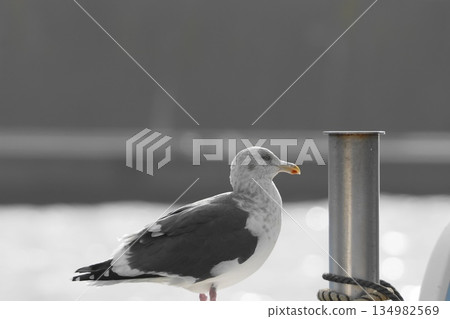 A slaty-backed gull resting at the harbor 134982569