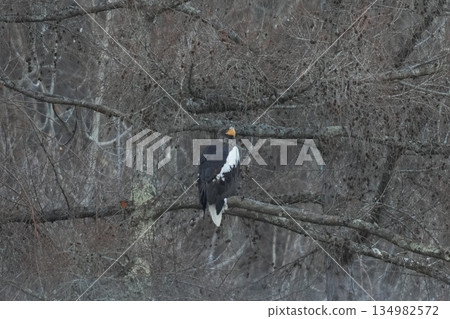 Steller's sea eagle perched on a tree branch Steller's sea eagle perched on a tree branch 134982572