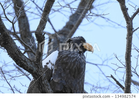斯特勒海鷹棲息在樹枝上 134982574
