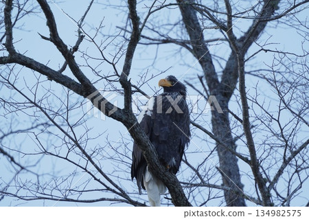 斯特勒海鷹棲息在樹枝上 斯特勒海鷹棲息在樹枝上 134982575