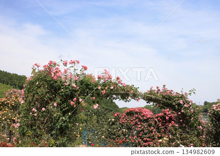 Blue sky and a rose garden in full bloom Blue sky and a rose garden in full bloom 134982609
