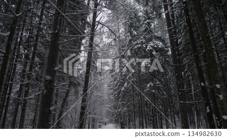 Evergreens Climb Upward, Vertical Forest Of Frostladen Pines Rise High, Tall Snowcovered Trees Ascend Toward Light Of Day, Pine Trees Covered In Snow Stretch High Into Pale Sky Above 134982630