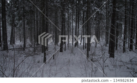 Calm Winter Forest Scene, Serene Forest With Snowcovered Pines Under Soft Winter Light, Tranquil Woodland Landscape With Silent Snow Layers And Gentle Winter Illumination 134982634