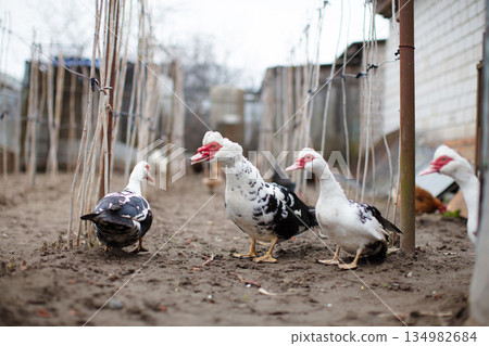 A group of domestic Muscovy ducks are walking around the garden. A group of domestic Muscovy ducks are walking around the garden. 134982684
