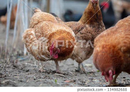 A group of domestic chickens walk around in a farmyard. 134982688