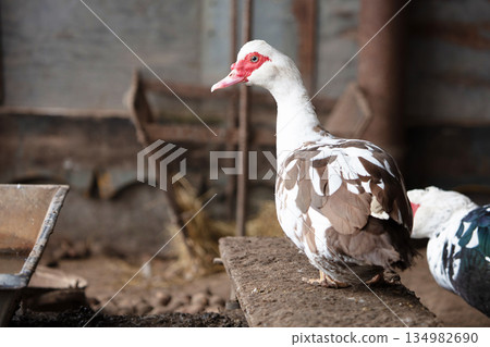 A group of domestic Muscovy ducks are walking around the garden. 134982690