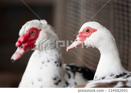 Two domestic Muscovy ducks close-up. Two domestic Muscovy ducks close-up. 134982691
