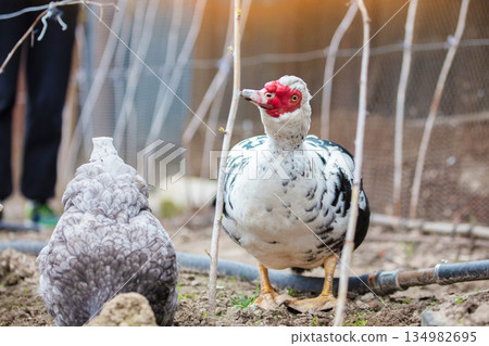 Poultry farm. A Muscovy duck is walking around the garden. 134982695