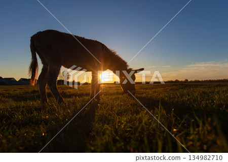A donkey grazes in a meadow in the rays of the setting sun. A donkey grazes in a meadow in the rays of the setting sun. 134982710