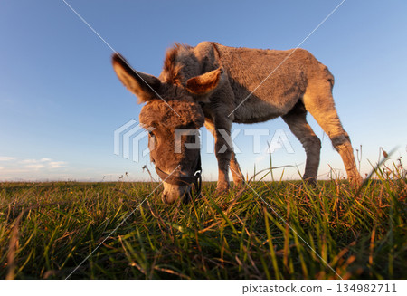 A grey donkey grazes in a meadow against the backdrop of a blue sky. A grey donkey grazes in a meadow against the backdrop of a blue sky. 134982711