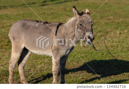 A grey donkey is grazing on a green meadow. He is tied with a rope. A grey donkey is grazing on a green meadow. He is tied with a rope. 134982716