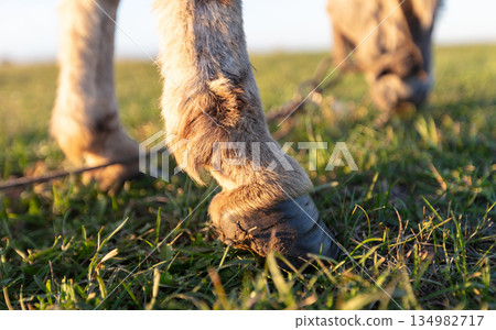 Donkey's hooves close-up. Even-toed ungulate. 134982717