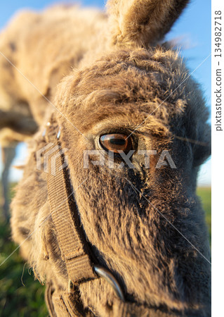 Close-up of the muzzle of a grey shaggy donkey. 134982718