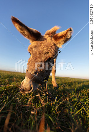 The muzzle of a gray shaggy donkey, close-up, with a wide-angle lens. 134982719