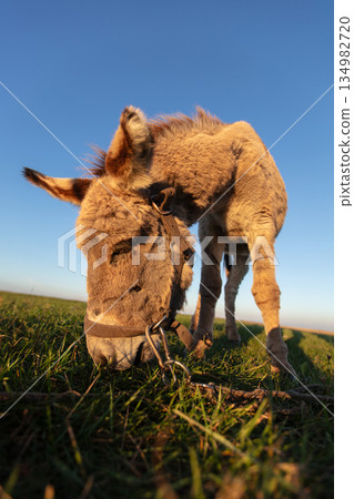The muzzle of a gray shaggy donkey, close-up, with a wide-angle lens. 134982720