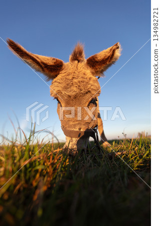 The muzzle of a gray shaggy donkey, close-up, with a wide-angle lens. 134982721