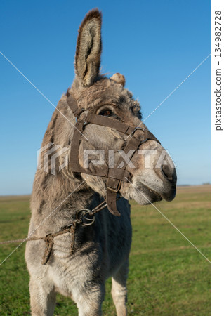 Close-up of the muzzle of a grey shaggy donkey. 134982728
