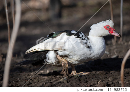 A close-up of a speckled Muscovy duck walking on the ground. A close-up of a speckled Muscovy duck walking on the ground. 134982733