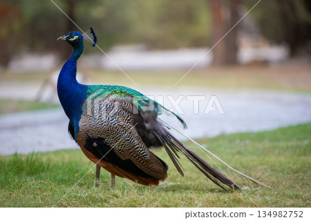 A blue and green peacock walks on the grass. 134982752