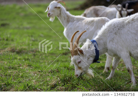 A white goat with horns grazes on a green meadow. 134982758