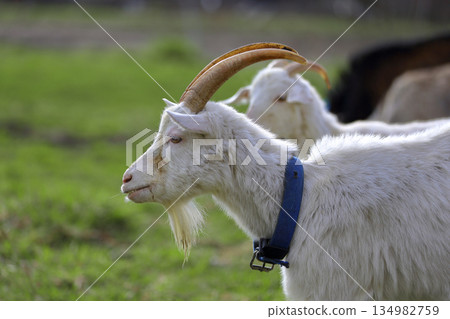A close-up of a black goat with horns on a green meadow. 134982759