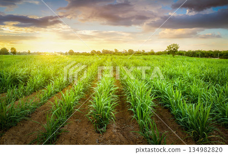 Agriculture, Sugarcane field at sunset. sugarcane is a grass of poaceae family. it taste sweet and good for health. 134982820
