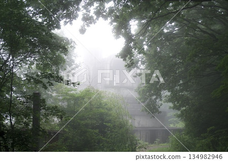 Forest path shrouded in fog 134982946