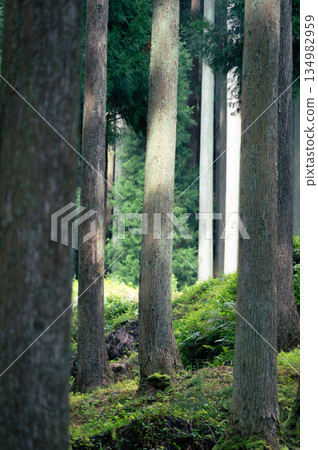 Mysterious forest 134982959