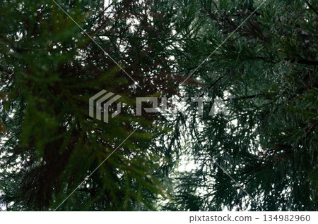 The view from inside the forest 134982960