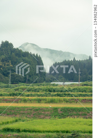 霧氣瀰漫的稻田 霧氣瀰漫的稻田 134982962