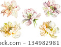 Beautiful watercolor illustration set of peonies isolated on white background, elegant floral design elements 134982981