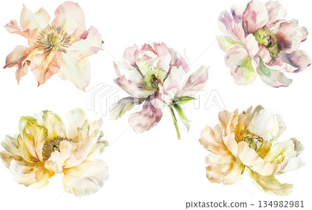 Beautiful watercolor illustration set of peonies isolated on white background, elegant floral design elements Beautiful watercolor illustration set of peonies isolated on white background, elegant floral design elements 134982981