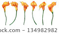 Watercolor illustration set of orange calla lilies isolated on white background, elegant floral design elements 134982982
