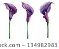 Watercolor illustration set of purple calla lilies isolated on white background, elegant floral design elements 134982983