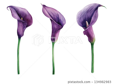 Watercolor illustration set of purple calla lilies isolated on white background, elegant floral design elements 134982983