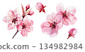 Watercolor illustration set of cherry blossom flowers and buds isolated on white background, spring design material 134982984