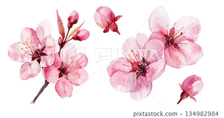 Watercolor illustration set of cherry blossom flowers and buds isolated on white background, spring design material 134982984