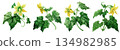 Watercolor illustration set of yellow flowers and green leaves of cucumber isolated on white background, design material for home garden 134982985