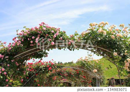 玫瑰拱門與藍天 134983071