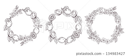 A set of wreaths of plums, flowers, leaves, halves of plums. Vector illustration 134983427