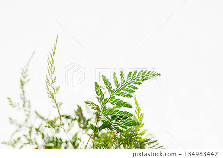 白色背景上的蕨類植物 134983447