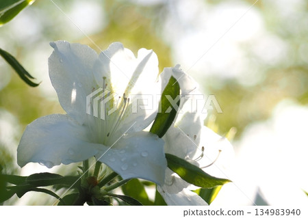 White azalea White azalea 134983940